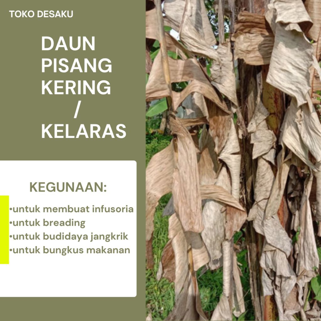 

DAUN PISANG KERING/KELARAS