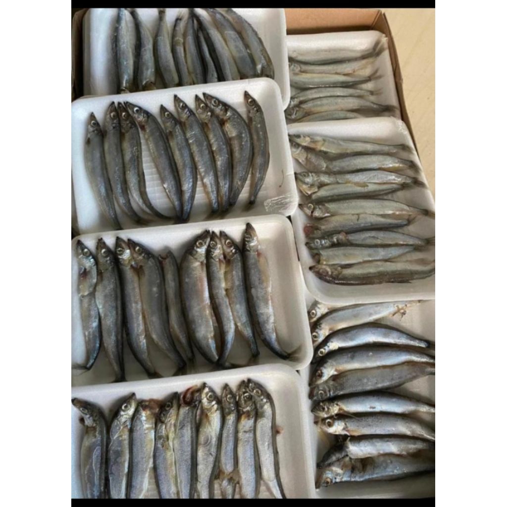 

ikan shisamo full terur @ pack