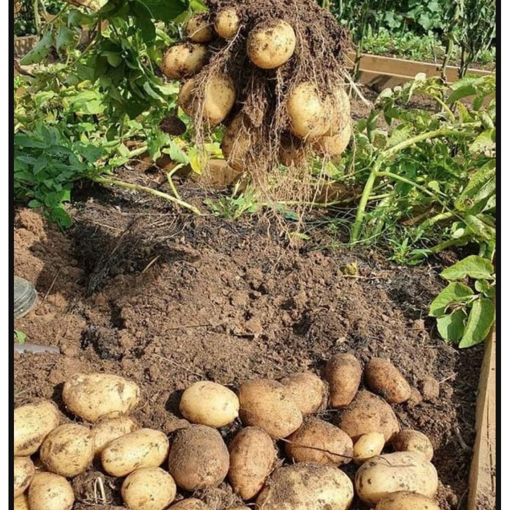 

Kentang asli Dieng Wonosobo Jawa Tengah 500gr-1kg