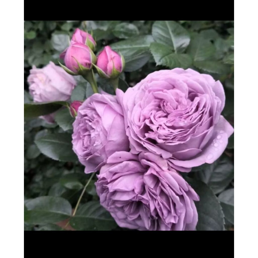 tanaman bunga mawar import kinda Blu -mawar ungu import