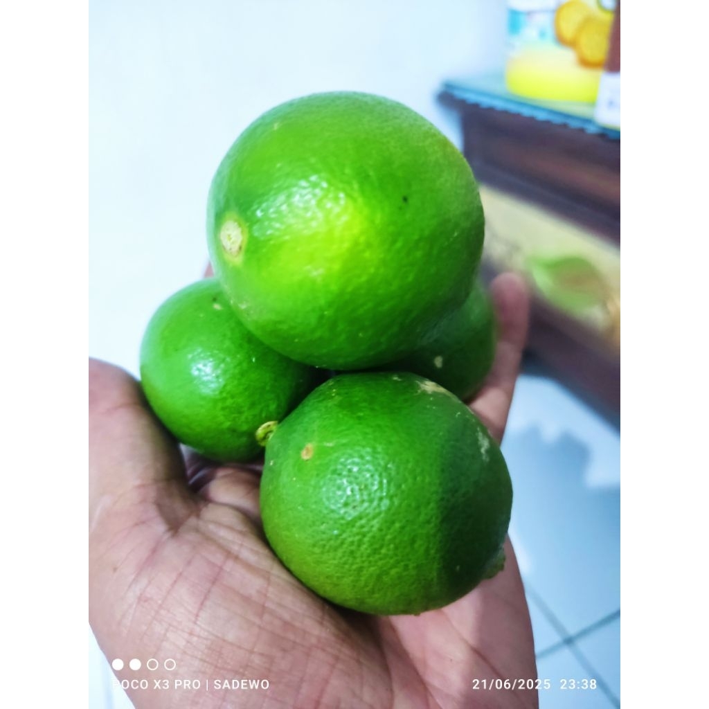 

jeruk nipis fresh langsung petik dari pohon