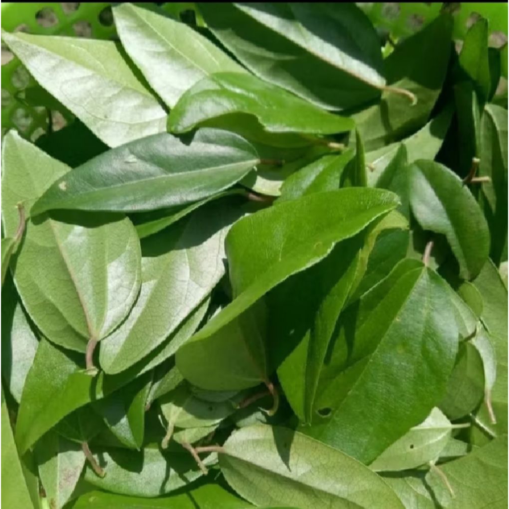 

ready daun cincau hijau sehat fres lembar/100pcs