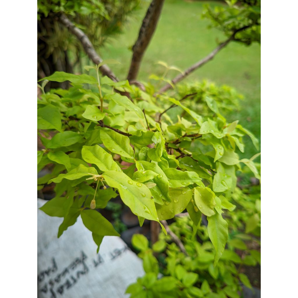 Benih kangkung sayur hidroponik