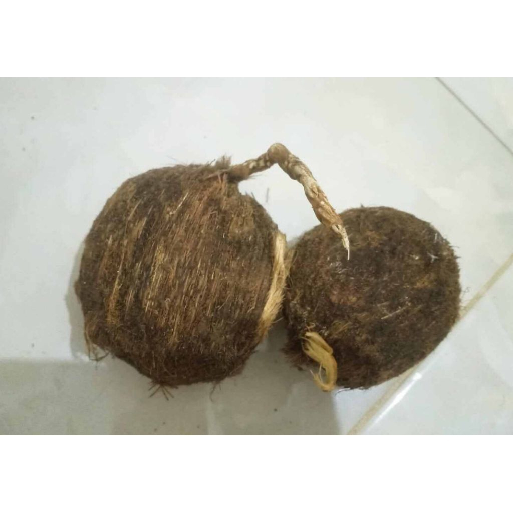 (Satu Pasang)Bibit Biji Pohon Lontar Sudah Ber Akar Cocok Ditanam Di Segala Jenis Tanah (Mudah Tumbu