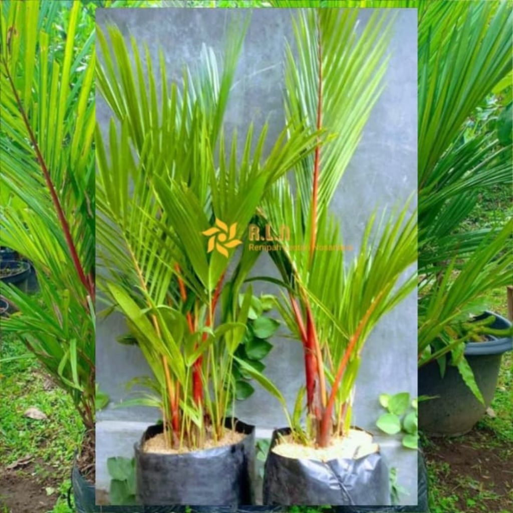 Bibit tanaman palem merah | bibit pohon palem merah | palem merah