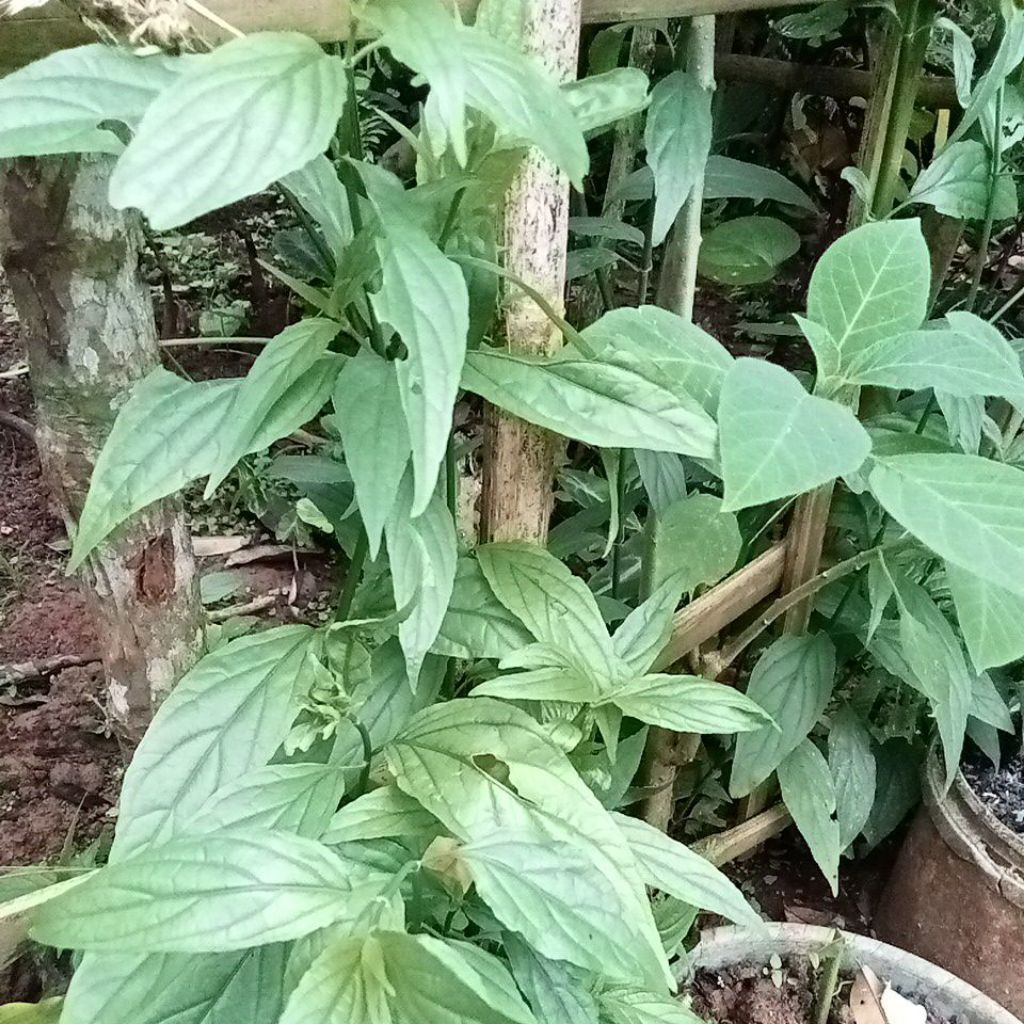 

Bibit daun belalalai gajah