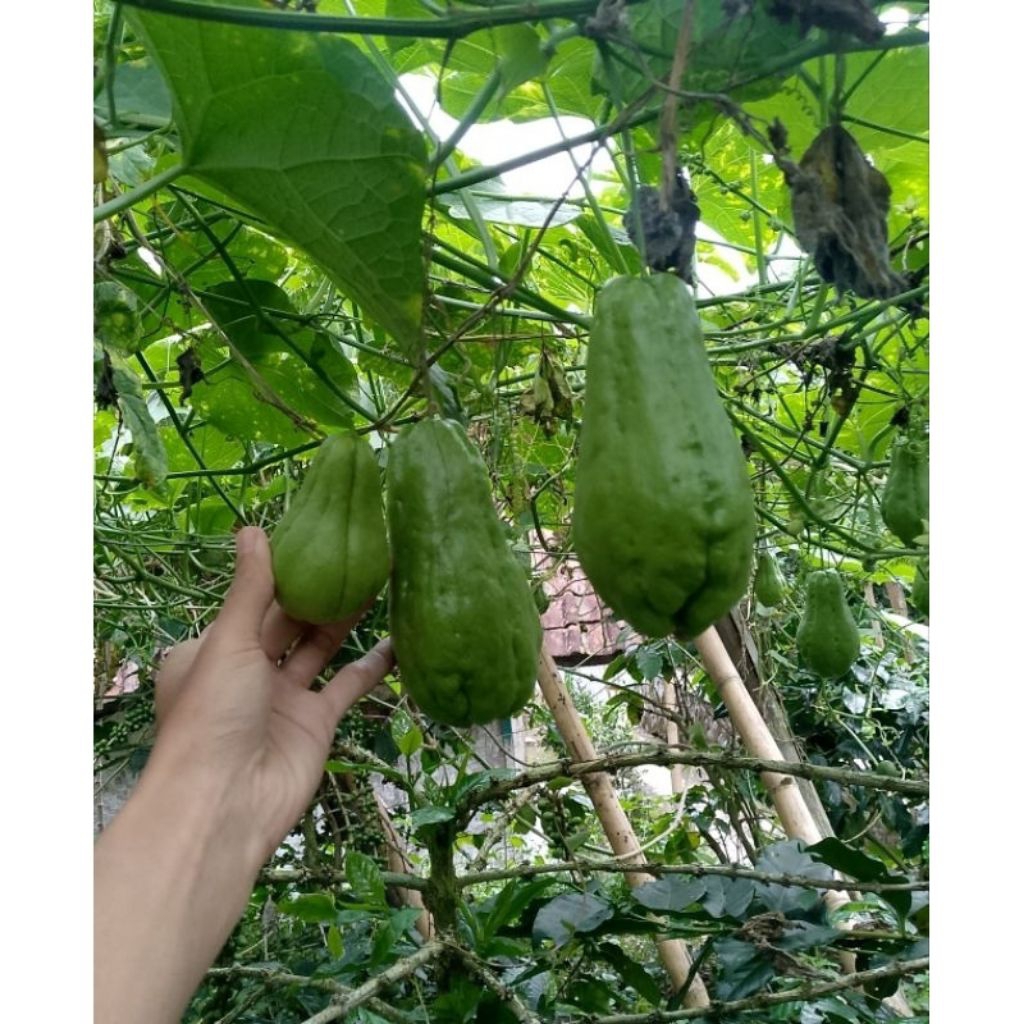 

BABY LABU SIAM SAYUR SEGAR