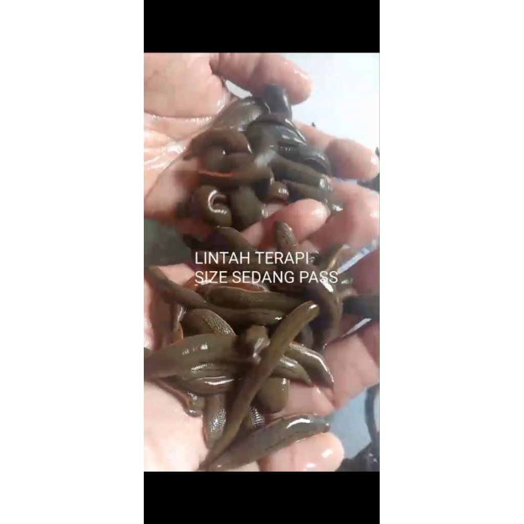 LINTAH TERAPI SIZE SEDANG PAS