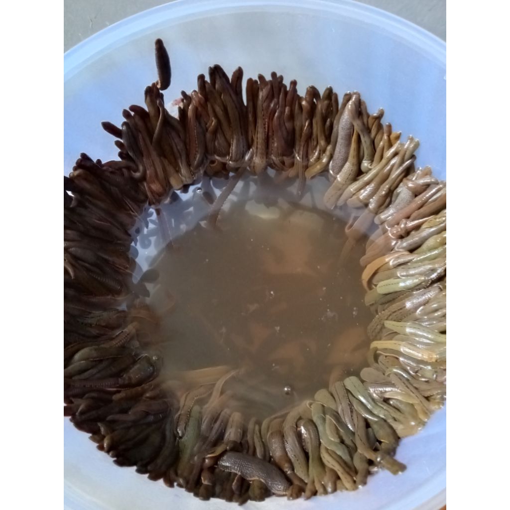 LINTAH HIDUP TERAPI SIZE BESAR