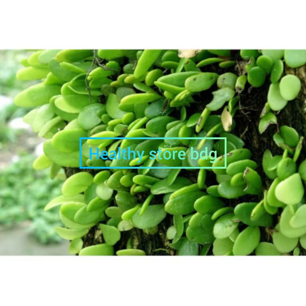 

Daun sisik naga atau picisan segar petik langsung