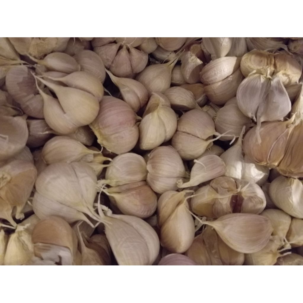 

Bawang putih kating bersih