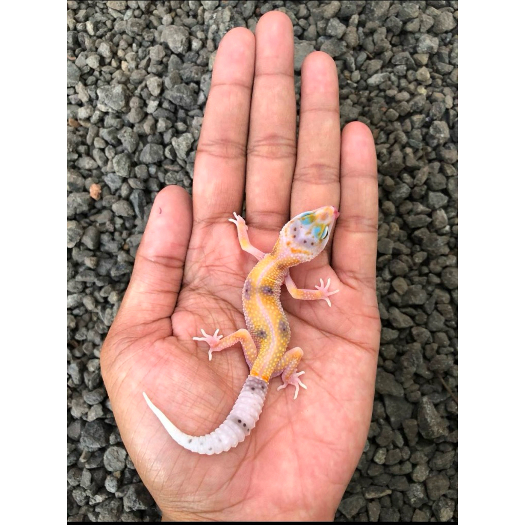 3d printer model leopard gecko , macksnow enigma ph tremper albinoeclipse