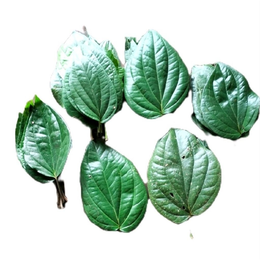 

Daun Sirih Hijau Segar Organik/Herbal Alami untuk Kesehatan