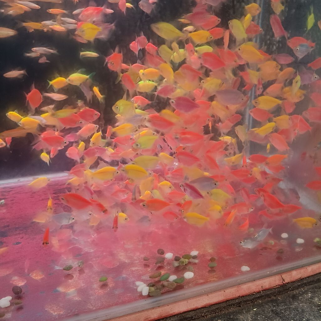 

stiker hiasan aquarium berwarna warni per 1 pcs
