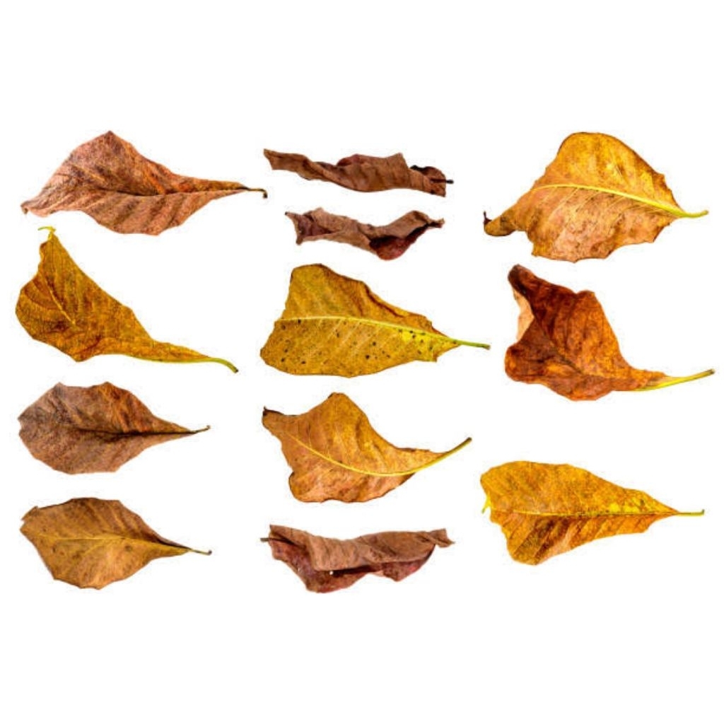 

[ANSAS_ID] DAUN KERING CANPUR (50 LEMBAR)