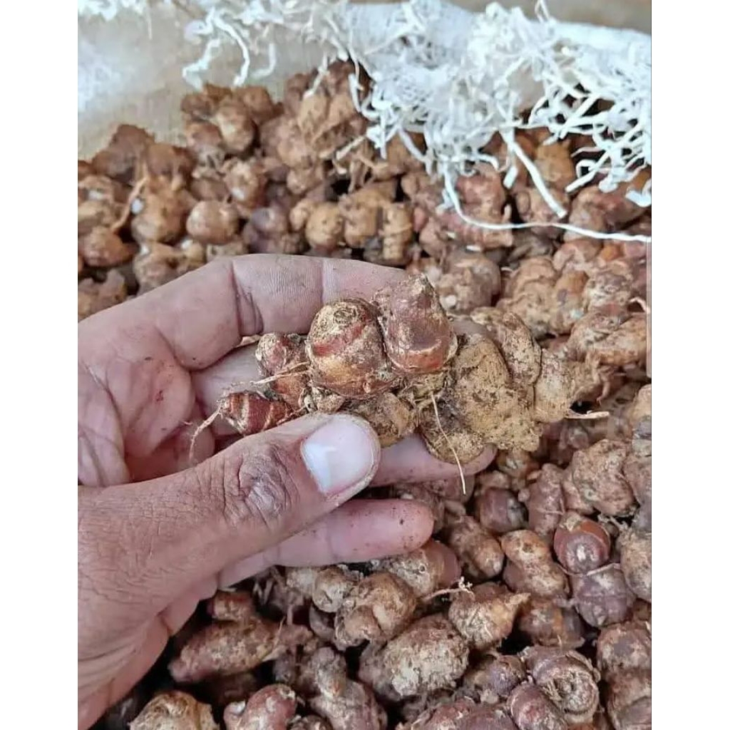 

1kg kencur seblak super pedas