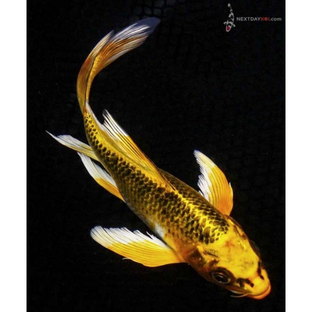 koi slayer kabuto kuning bagus untuk hiasan aquarium & kolam kecil