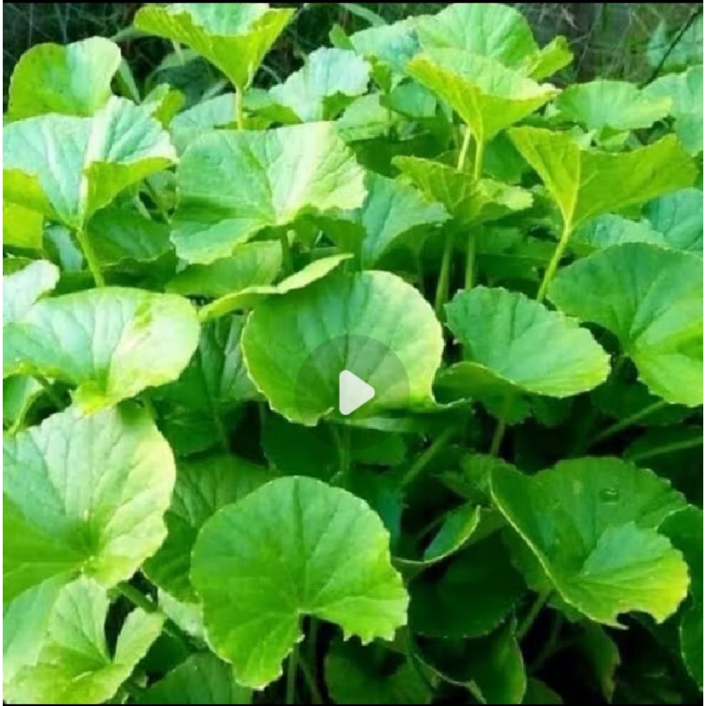 

ready daun sayur antanan fresh ikat