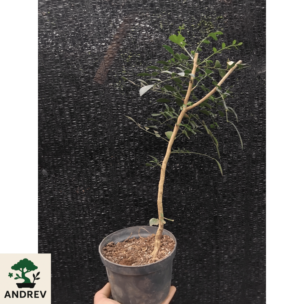 BONSAI BAHAN BONSAI KEMUNING JEPANG BERKARAKTER SIAP PROGRAM