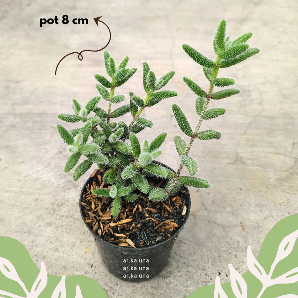 Delosperma " Echinatum " sukulen kaktus tanaman hidup
