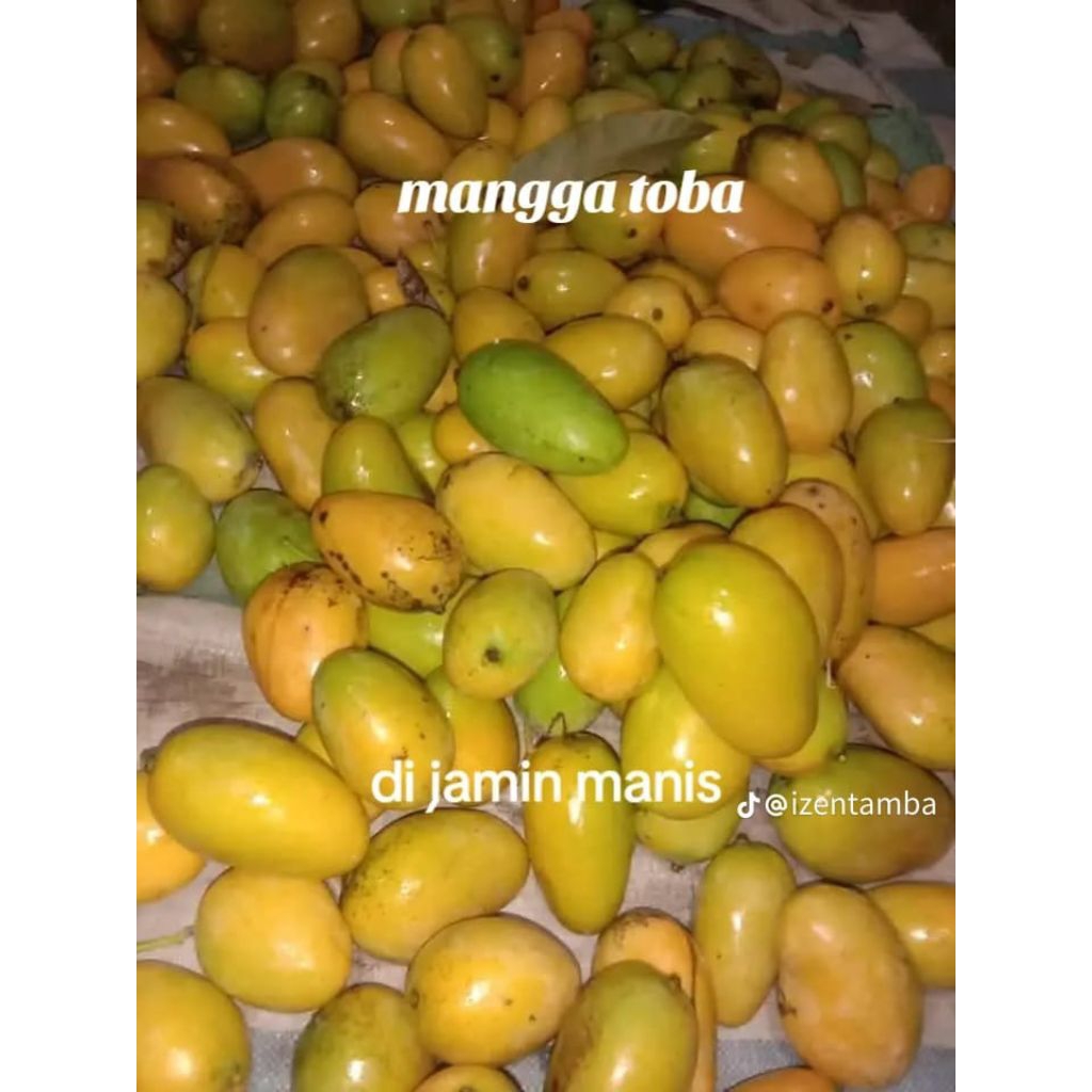 

Mangga Toba