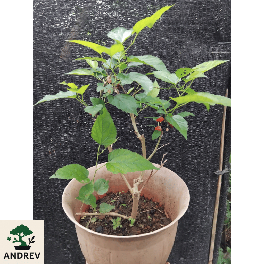 BONSAI BAHAN BONSAI MURBEI RIMBUN BERKARAKTER SIAP PROGRAM