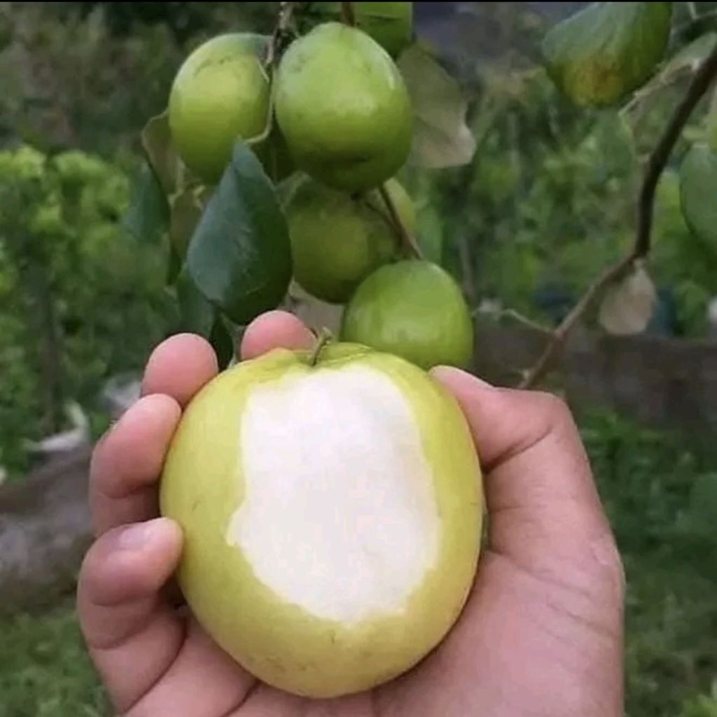 Bibit Pohon Apel Putsa Siap Berbuah / Pohon Apel India