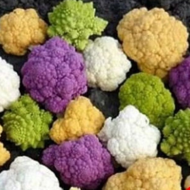 

BENIH/BIJI BROKOLI DAN KEMBANG KOL MIX (KEMASAN -+100 BUTIR)