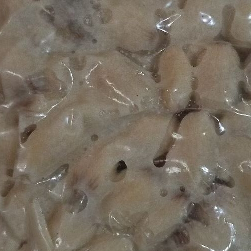 

biji jarak fermentasi umpan bawal siap pakai