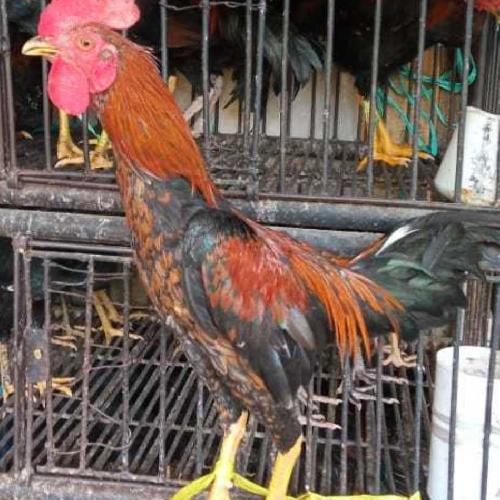 Ayam Kampung Hidup Jantan