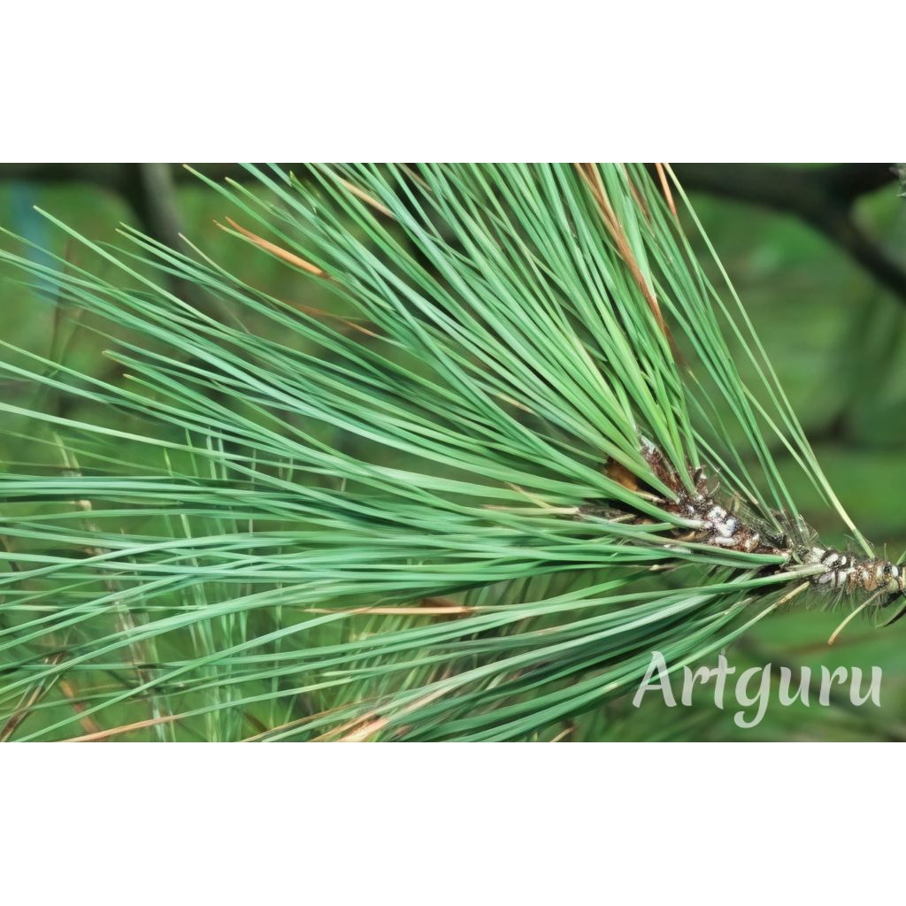 

DAUN PINUS SEGAR FRESH BARU PETIK KETIKA AKAN DI KIRIM