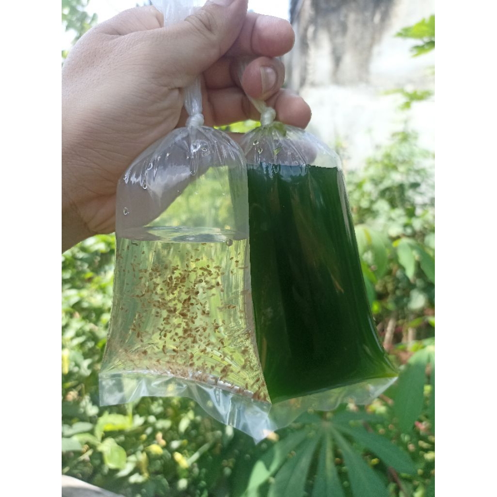 Daphnia Magna |Pakan Ikan Cupang,Guppy,Discus|Kualitas Super