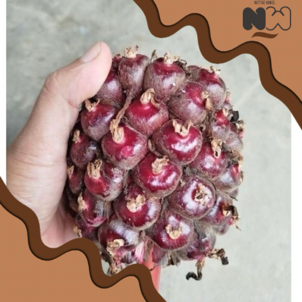 

Honje Laka/ Kecombrang Merah 500-1000 gram