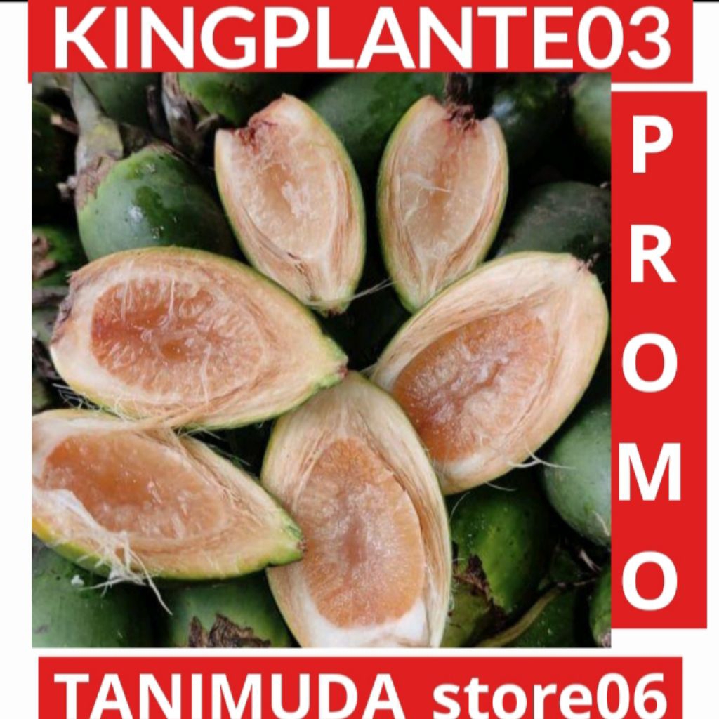 

BUAH PINANG MUDA FRESH 1KG TERMURAH BISA BUAH PINANG UNGGUL BUAH SUPER PROMO