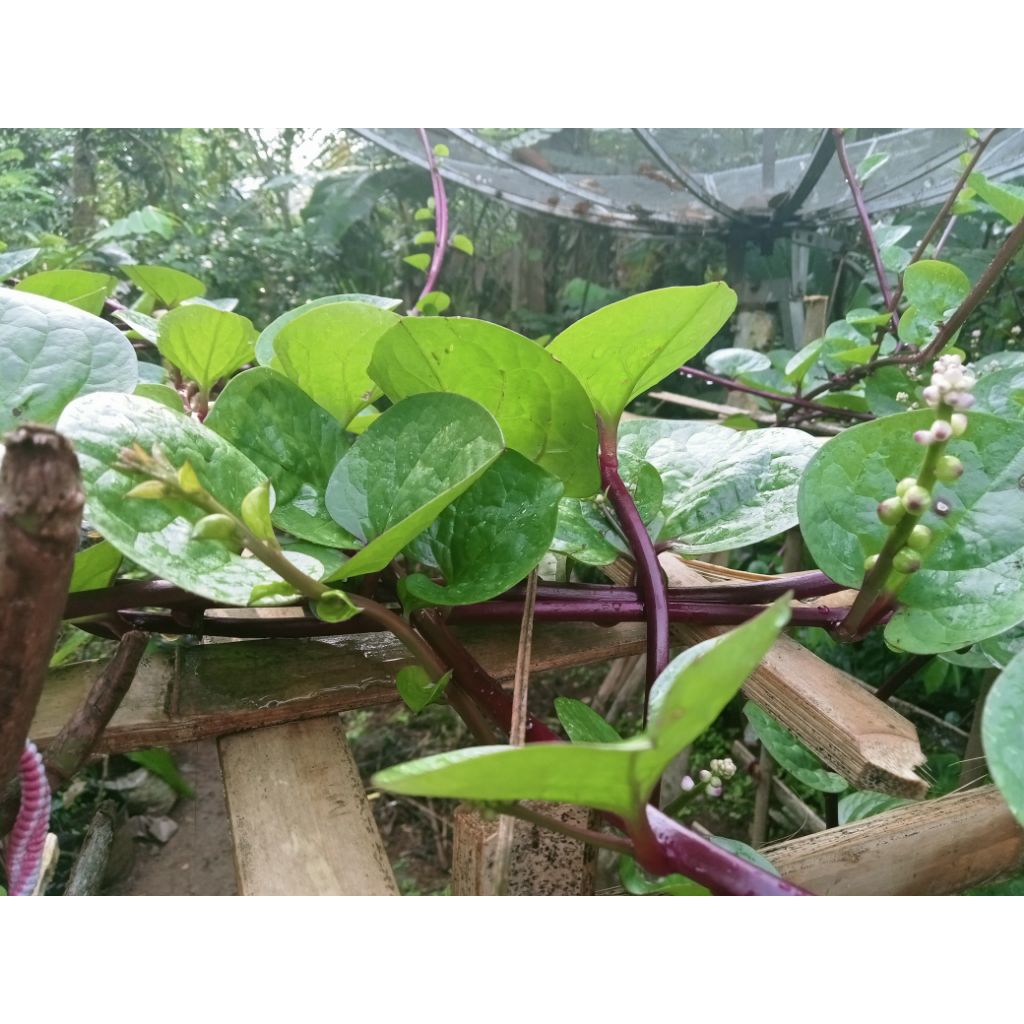 

daun binahong merah segar per lembar