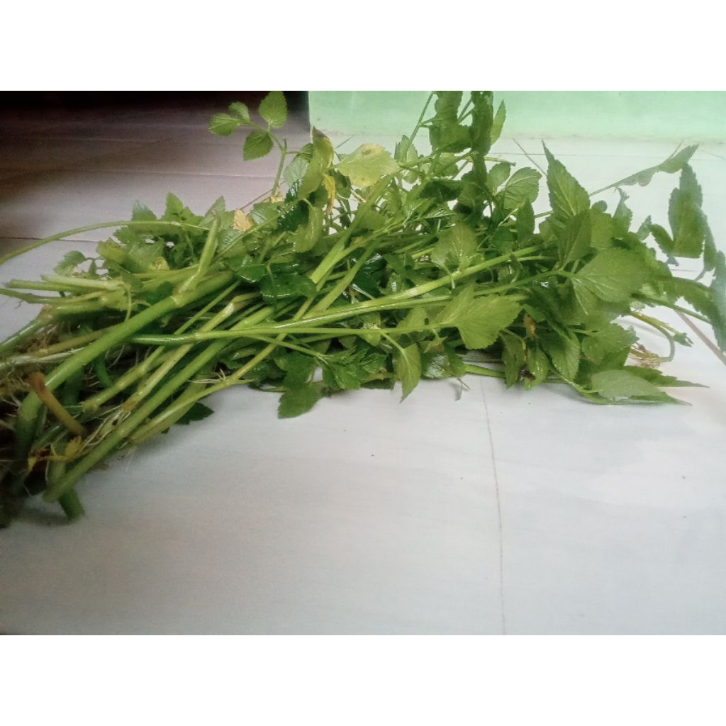 

Daun seladren segar/Tespong