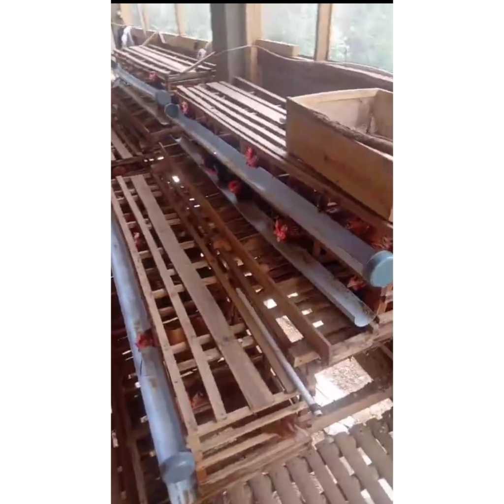 Kandang Batrei bebek Ayam Petelur kayu 6 sekat isi 12 ayam / Kandang kayu Ayam bebek Baterai Petelur