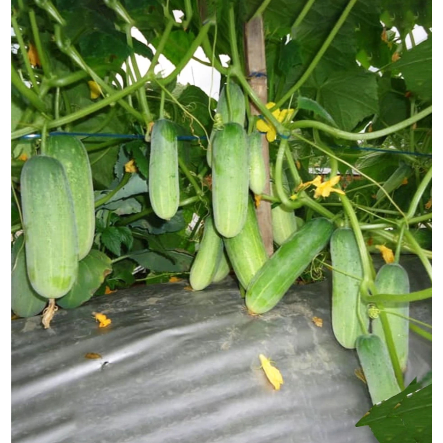 

RBP Benih Timun Baby