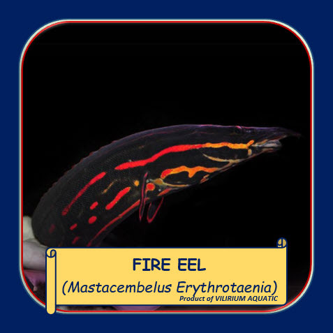IKAN HIAS AIR TAWAR - SILI API / FIRE EEL (TANKMATE PREDATOR)