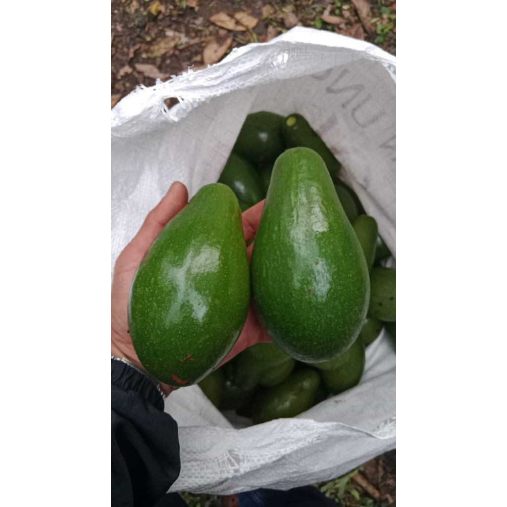 

alpukat mentega 1 KG ISI 4/5/6 (DIKIRIM MENTAH) CREAMY GURIH MANIS