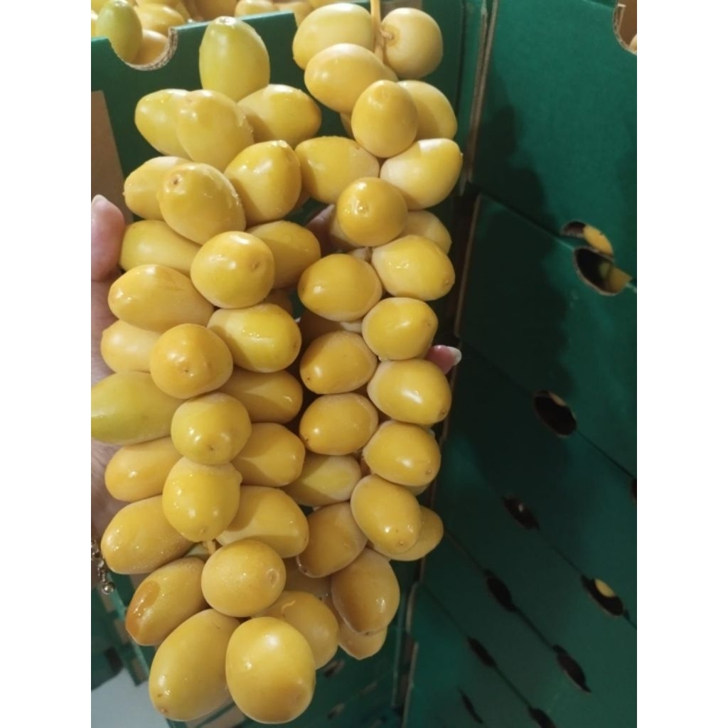 

kurma muda orginal bukan frozen