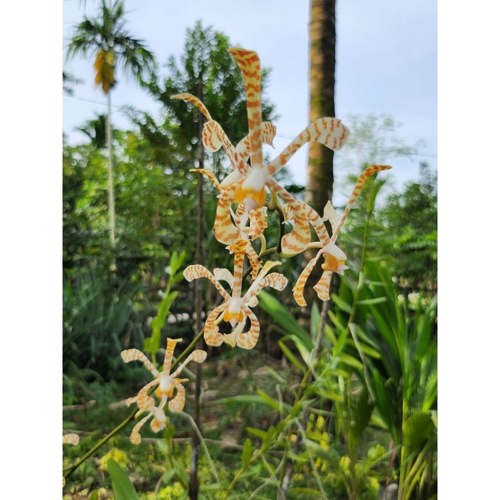 Anggrek macan/ anggrek tanah kala