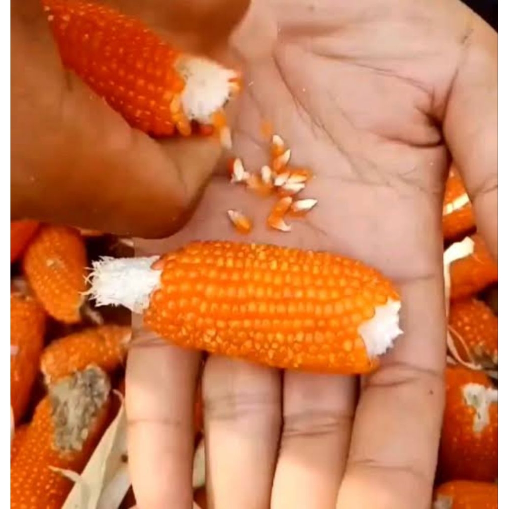 

1kg jagung Unyil/kristal