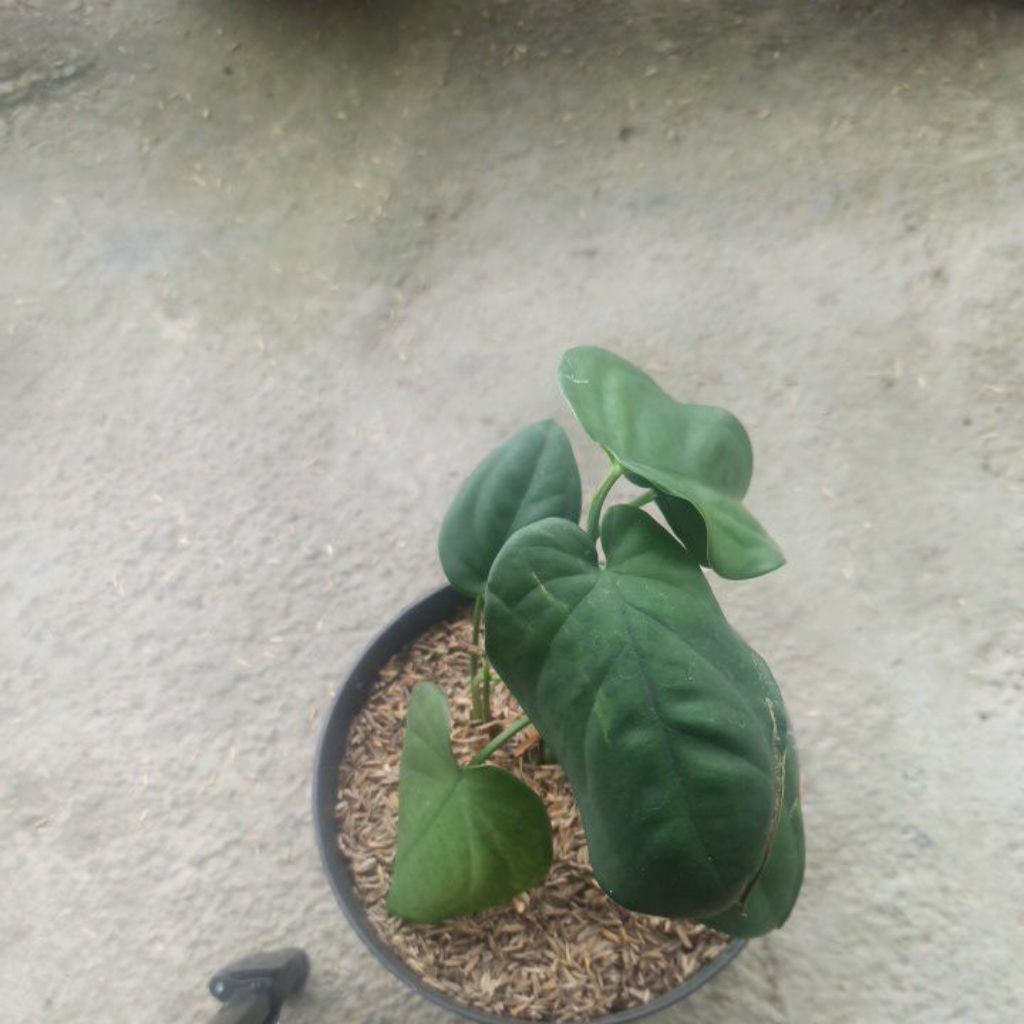 Syngonium Chiapense