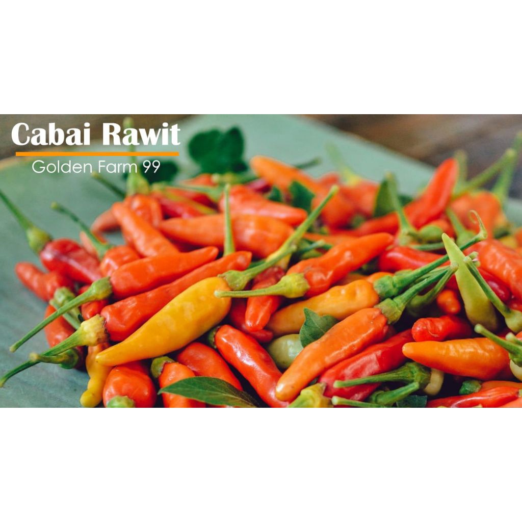 

CABE RAWIT SEGAR ISI 500GR
