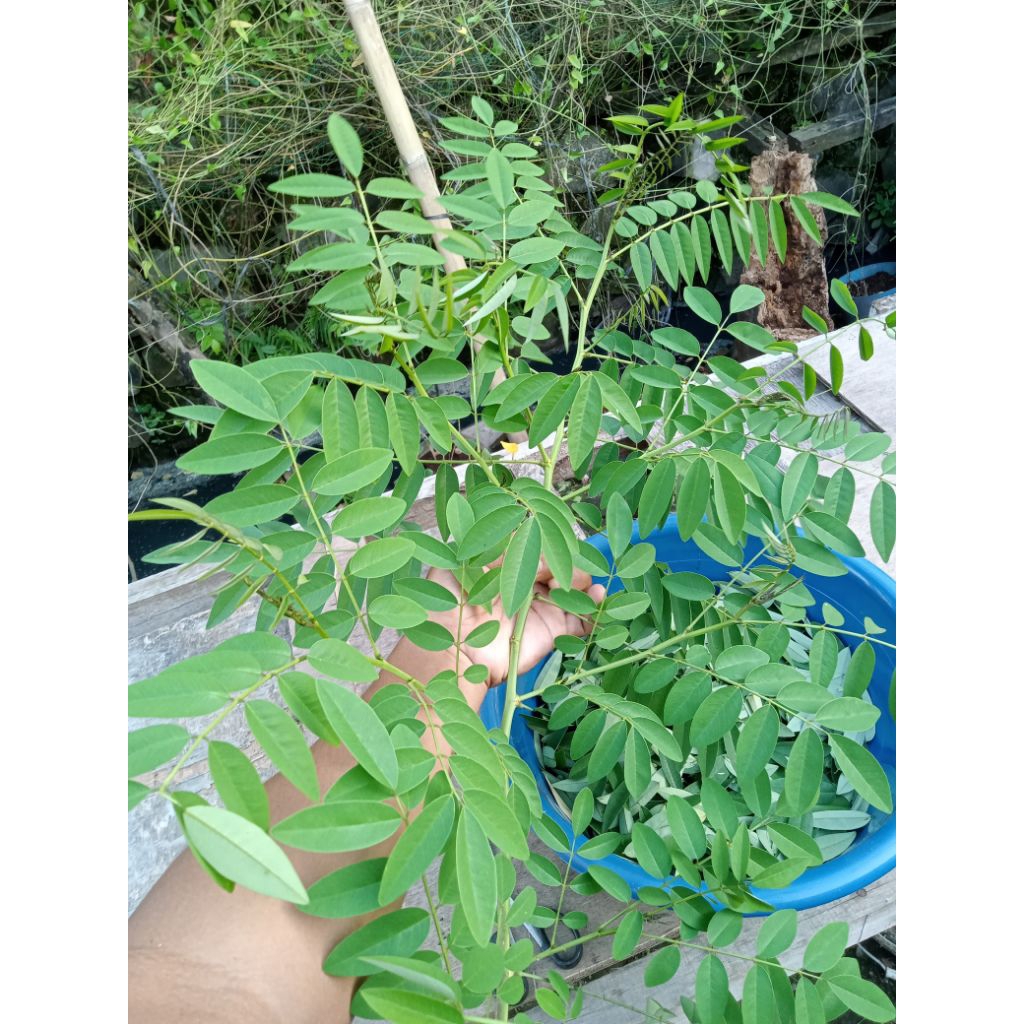 DAUN INDIGOFERA fresh 100gr pakan ternak kelinci marmut
