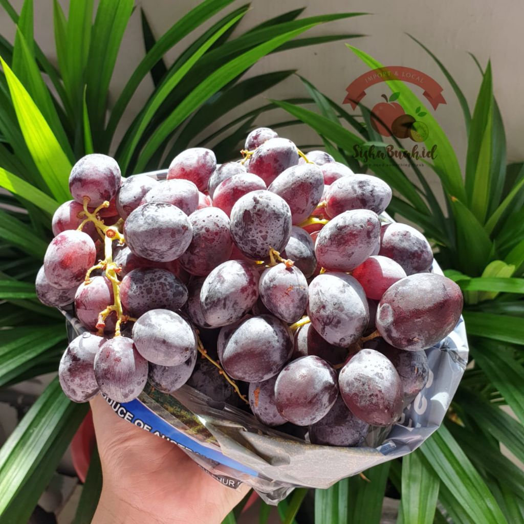

ANGGUR HITAM | ANGGUR ROYAL AUTUMN | ANGGUR MIDNIGHT BEAUTY