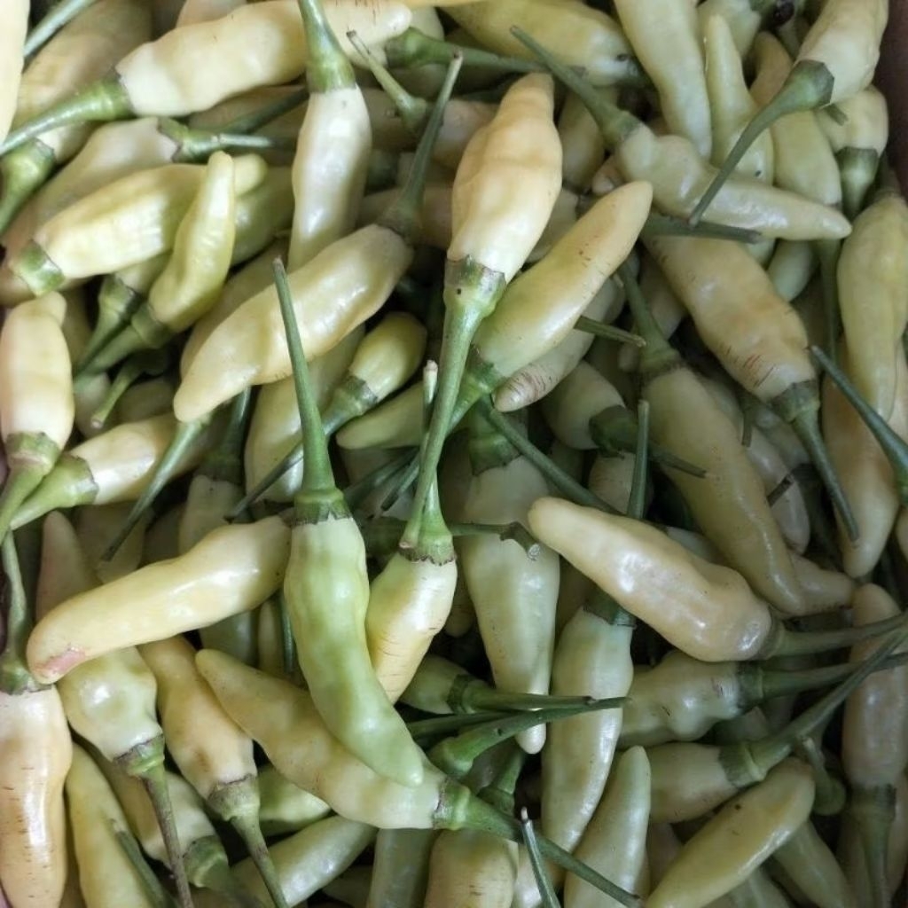 

cabe rawit ori putih 1kg