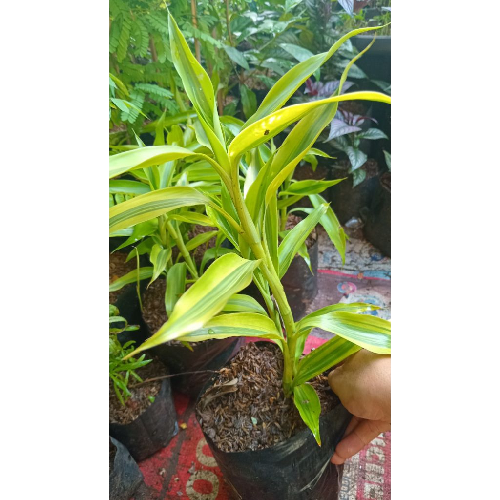 Tanaman bambu hoki / sri rejeki golden varigata