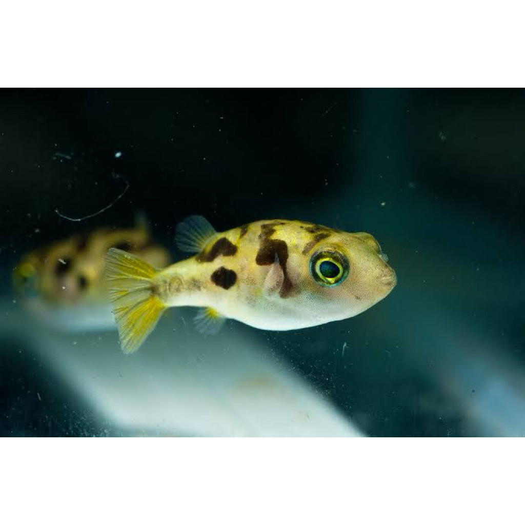 mini puffer fish | pembasmi keong hama